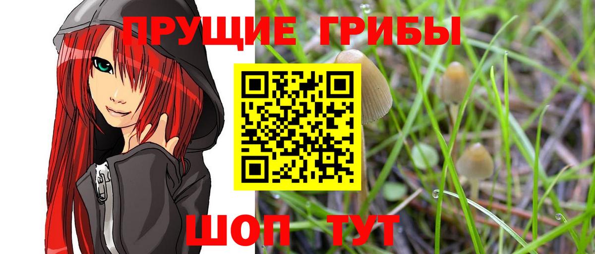 Куйбышев  Псилоцибиновые грибы Cubensis  Вход с VPN 